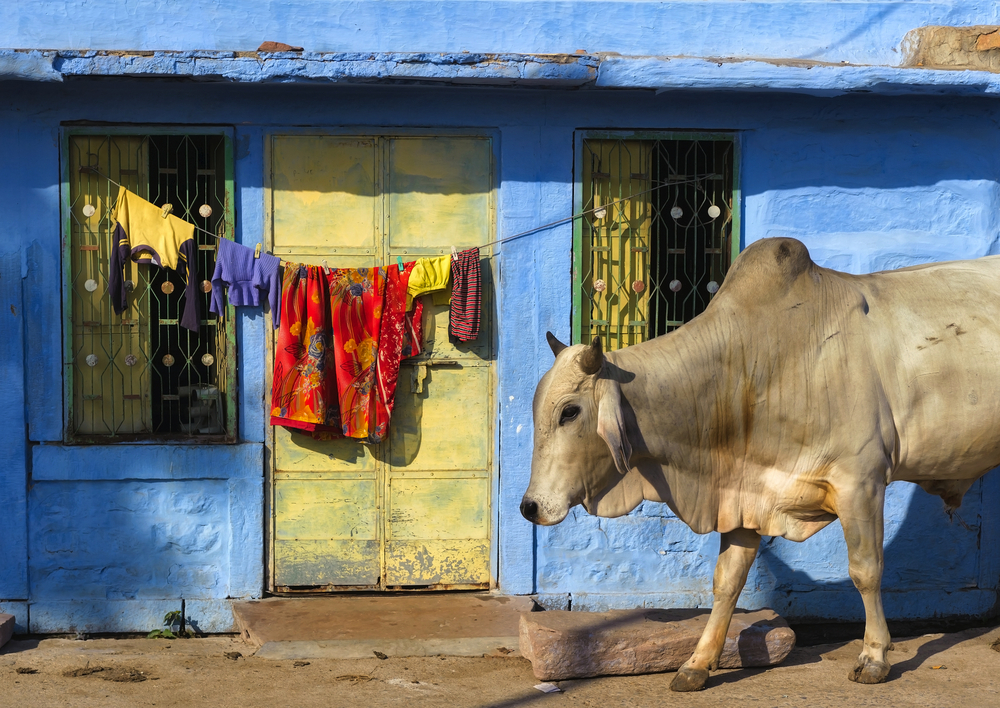 Straßenleben in Jodhpur