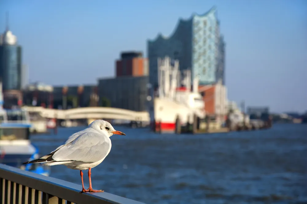 Möwe vor der Elbphilarmonie im Hamburger Hafen.